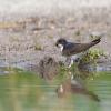 House Martin